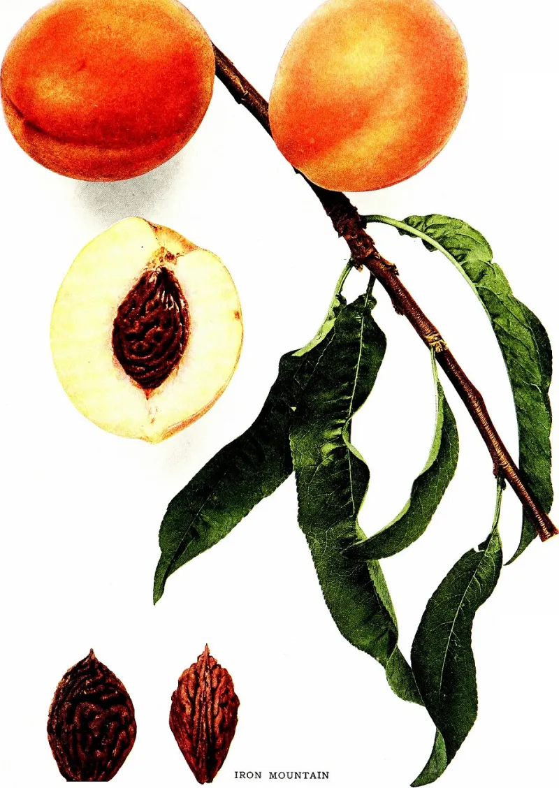 Stem Up, Alone No More: The Counter-Ripening Method I Finally Learned in My Fourth Summer