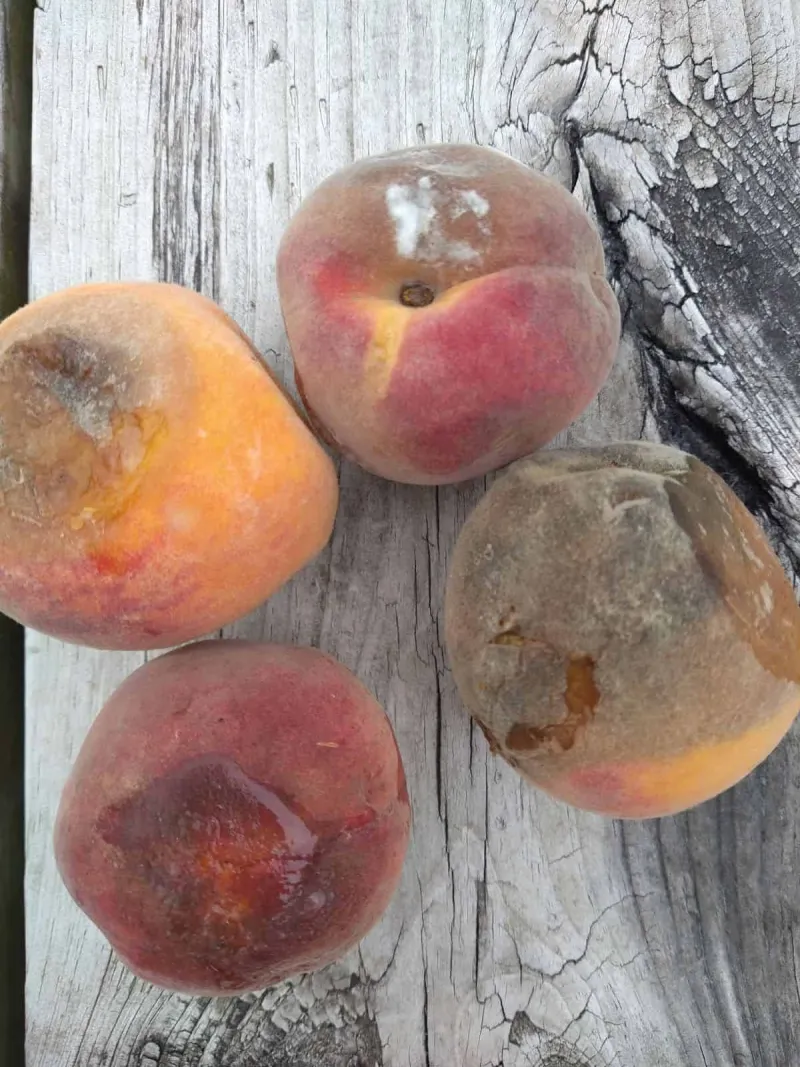 Mottainai in the Fruit Bowl: What the Bruised Peach Still Has to Teach Us