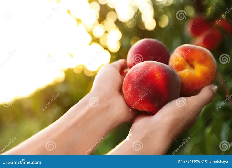 What the Peach Says Before You Touch It: Sound as the First Language of Ripeness
